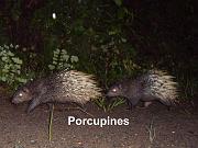 porcupine 1